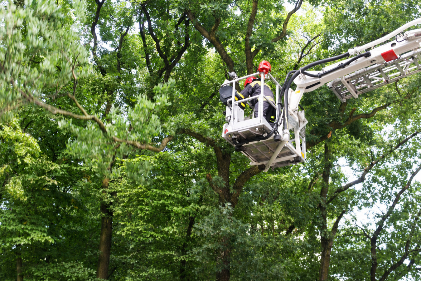 Tree Service in Lake Elsinore, CA