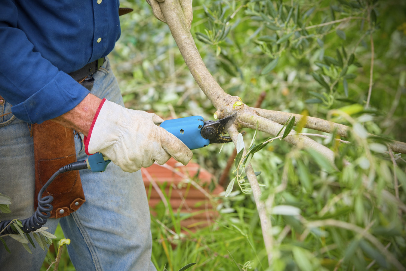 Tree pruning in Lake Elsinore, CA