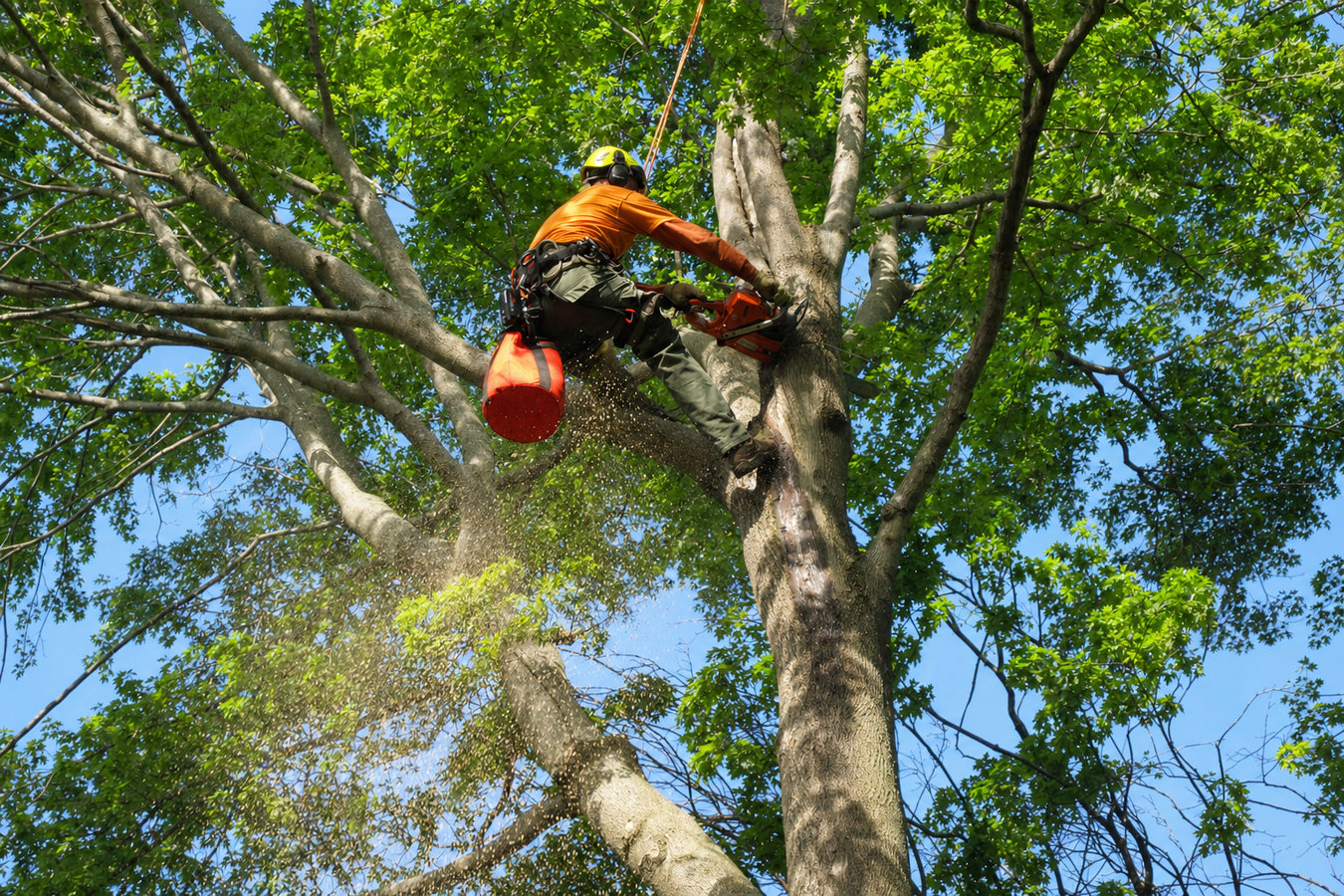 Tree removal in Lake Elsinore, CA